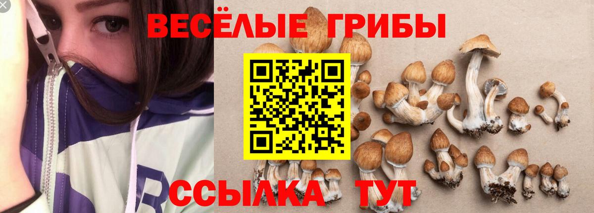 Карталы  Псилоцибиновые грибы Cubensis  Вход с VPN 